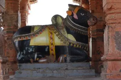 Nandi bull